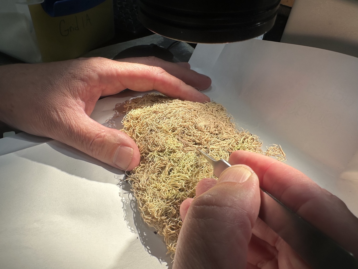 모스는 살인 사건 수사의 핵심 증인이 될 수 있다