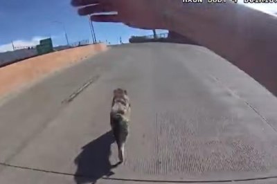 시청: Pig는 앨버커키 고속도로 추격 후 영원히 새로운 집을 찾았습니다