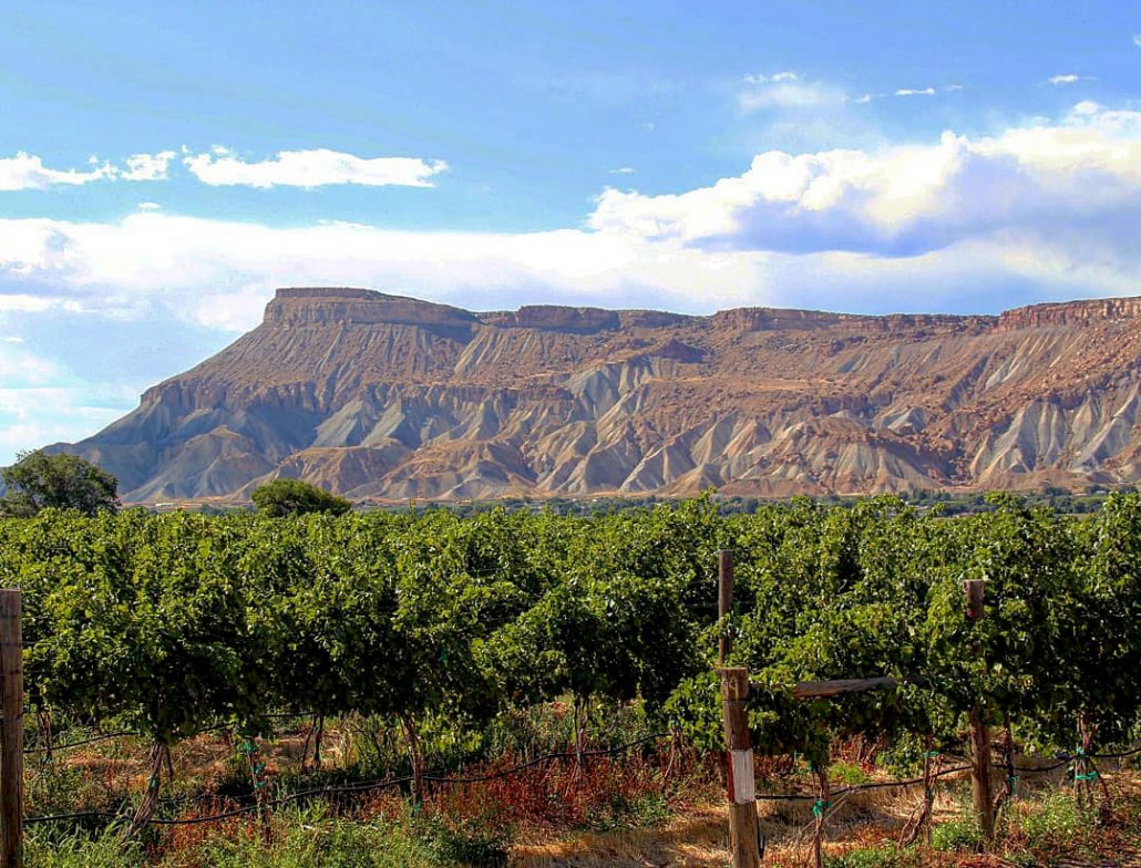 실제로 감당할 수 있는 와인 컨트리 타운