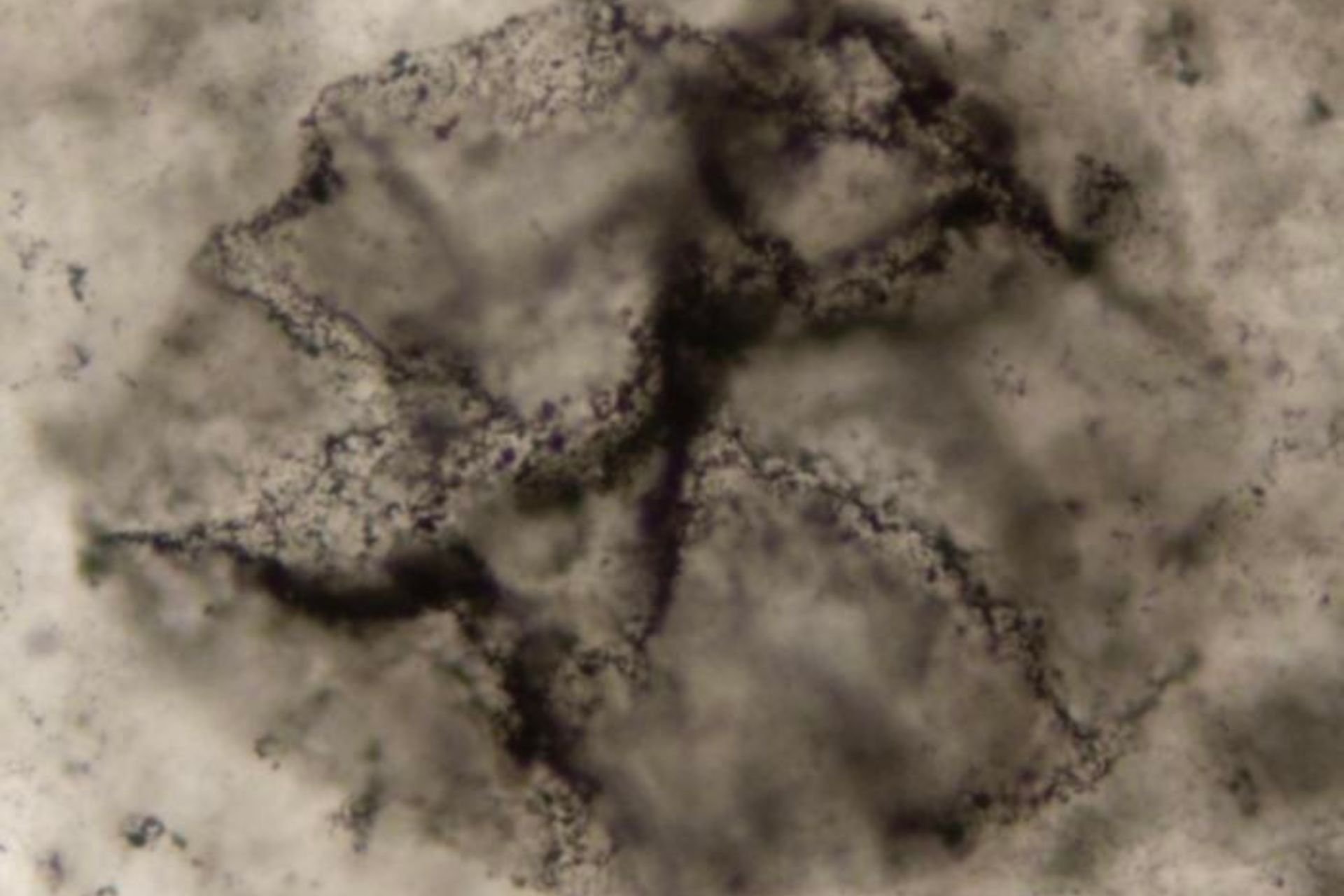 AI, 33억년 된 암석에서 생명체의 증거 발견