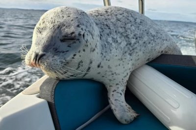 시청: 물범이 범고래를 피해 보트 위로 뛰어오르다