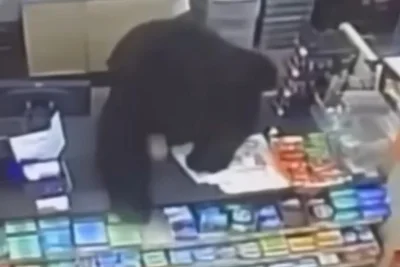 시청: 곰이 펜실베니아에 있는 Family Dollar 매장으로 11세 어린이를 쫓아갔습니다