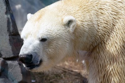 트럼프 행정부는 멸종위기종법의 일부를 철회할 예정