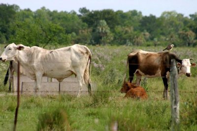 약 3,000마리의 우루과이 소가 두 달 동안 화물선에 갇혔습니다